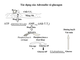 Tác dụng của Adrenalin và glucagon 
Chất T.T1 
ATP A D E N Y L C Y C L A Z A AMPvòng (chất T.T2) 
G.6.photphataza 
Hoạt hóa 
Màng TB 
H 
R 
Hoạt hóa 
KINAZA 
Photphorylaza b 
(vô hoạt) 
↑Đường huyết 
Vào máu 
Photphorylaza a 
(hoạt động) 
Glucose-6P Glucose 
Glycoge 
n 
Glucose-1P 
 