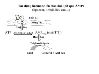 Tác dụng hormone lên trao đổi lipit qua AMPc 
(lipocain, tiroxin liều cao…) 
H 
R 
Hoạt hóa 
Chất T.T1 
Màng TB 
ATP AMPADENYLCYCLAZA vòng (chất T.T2) 
Hoạt hóa 
Triglyxerit-lipaza 
Lipit Glyxerin + Axit béo 
 