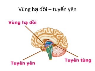 Vùng hạ đồi – tuyến yên 
Vùng hạ đồi 
Tuyến yên 
Tuyến tùng 
 