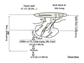 Tham khảo 
Ngoại cảnh 
(t0, a/s, độ ẩm…) 
Kích thích từ 
bên trong 
Thùy giữa 
(Miền vỏ TT, Giáp trạng, SD, Gan) 
Feed-back vòng 
dài 
(TUYẾN ĐÍCH) 
Hormon 
(CƠ QUAN ĐÍCH) 
Feed-back vòng ngắn 
Hypothalamus 
Thùy trước 
Thùy sau 
RF 
+ 
IF 
- 
ACTH 
FSH 
GH 
TSH 
LH 
 