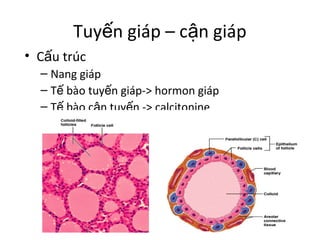 Tuyến giáp – cận giáp 
• Cấu trúc 
– Nang giáp 
– Tế bào tuyến giáp-> hormon giáp 
– Tế bào cận tuyến -> calcitonine 
 