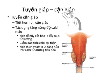 Tuyến giáp – cận giáp 
• Tuyến cận giáp 
– Tiết hormon cận giáp 
– Tác dụng tăng nồng độ calci 
máu 
• Kích tế hủy cốt bào -> lấy calci 
từ xương 
• Giảm đào thải calci tại thận 
• Kích thích vitamin D, tăng hấp 
thư calci từ đường tiêu hóa 
 
