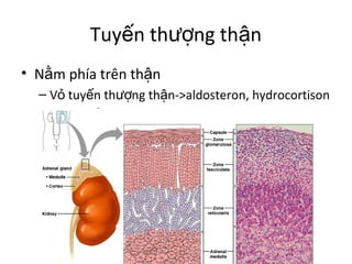 Tuyến thượng thận 
• Nằm phía trên thận 
– Vỏ tuyến thượng thận->aldosteron, hydrocortison 
– Tủy tuyến thượng thận->epinephrine, 
norepinephrine 
 