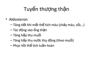 Tuyến thượng thận 
• Aldosteron 
– Tăng tiết khi mất thể tích máu (chảy máu, sốc…) 
– Tác động vào ống thận 
– Tăng hấp thu muối 
– Tăng hấp thu nước thụ động (theo muối) 
– Phục hồi thể tích tuần hoàn 
 