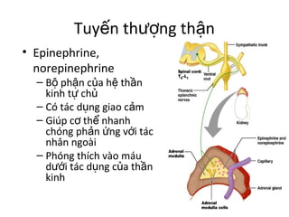 Tuyến thượng thận 
• Epinephrine, 
norepinephrine 
– Bộ phận của hệ thần 
kinh tự chủ 
– Có tác dụng giao cảm 
– Giúp cơ thể nhanh 
chóng phản ứng với tác 
nhân ngoài 
– Phóng thích vào máu 
dưới tác dụng của thần 
kinh 
 