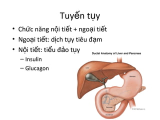 Tuyến tụy 
• Chức năng nội tiết + ngoại tiết 
• Ngoại tiết: dịch tụy tiêu đạm 
• Nội tiết: tiểu đảo tụy 
– Insulin 
– Glucagon 
 