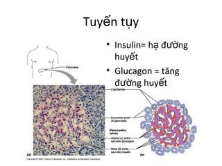 Tuyến tụy 
• Insulin= hạ đường 
huyết 
• Glucagon = tăng 
đường huyết 
 