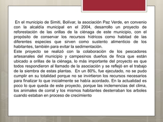 En el municipio de Simiti, Bolívar, la asociación Paz Verde, en convenio
con la alcaldía municipal en el 2004, desarrollo un proyecto de
reforestación de las orillas de la ciénaga de este municipio, con el
propósito de conservar los recursos hídricos como habitad de las
diferentes especies que sirven como sustento alimenticio de los
habitantes, también para evitar la sedimentación.
Este proyecto se realizó con la colaboración de los pescadores
artesanales del municipio y campesinos dueños de finca que están
ubicado a orillas de la ciénaga, lo más importante del proyecto es que
todos respondieron al llamado de la asociación y se reflejó en el trabajo
de la siembra de estas plantas. En un 80%, fue ejecutado, no se pudo
cumplir en su totalidad porque no se invirtieron los recursos necesarios
para finalizar lo que inicialmente se había acordado. En la actualidad es
poco lo que queda de este proyecto, porque las inclemencias del clima,
los animales de corral y los mismos habitantes desterraban los arboles
cuando estaban en proceso de crecimiento
 