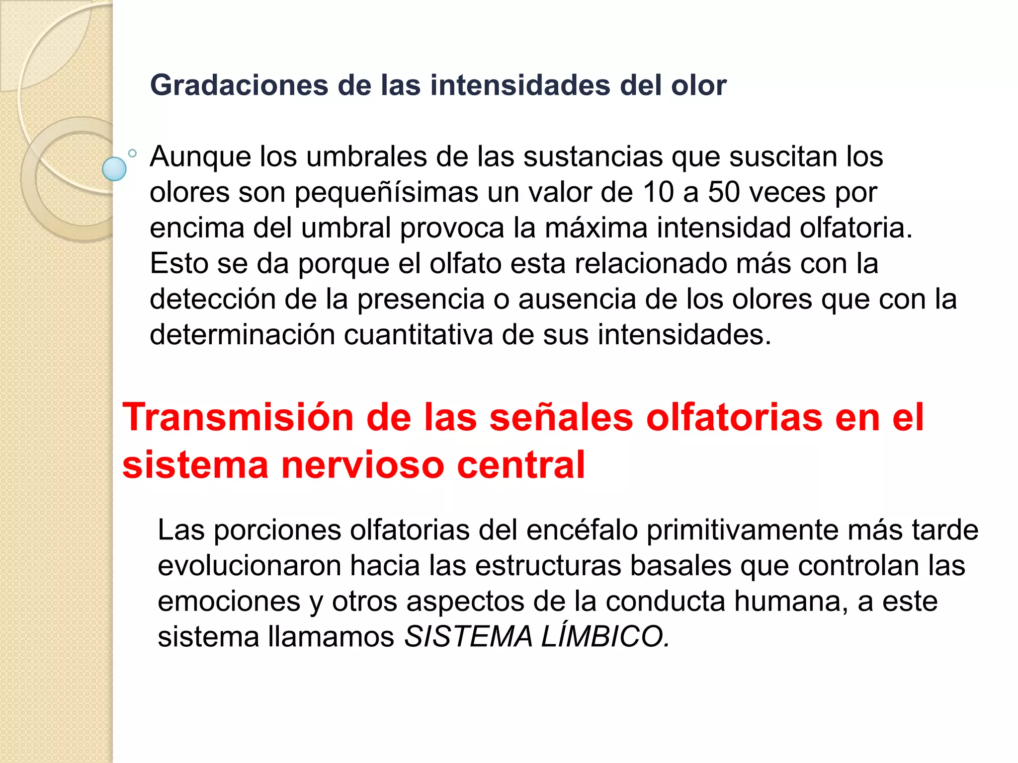 Gradaciones de las intensidades del olor
Aunque los umbrales de las sustancias que suscitan los
olores son pequeñísimas un valor de 10 a 50 veces por
encima del umbral provoca la máxima intensidad olfatoria.
Esto se da porque el olfato esta relacionado más con la
detección de la presencia o ausencia de los olores que con la
determinación cuantitativa de sus intensidades.
Transmisión de las señales olfatorias en el
sistema nervioso central
Las porciones olfatorias del encéfalo primitivamente más tarde
evolucionaron hacia las estructuras basales que controlan las
emociones y otros aspectos de la conducta humana, a este
sistema llamamos SISTEMA LÍMBICO.
 