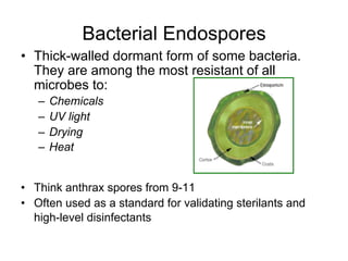 •  Thick-walled dormant form of some bacteria.
They are among the most resistant of all
microbes to:
–  Chemicals
–  UV light
–  Drying
–  Heat
•  Think anthrax spores from 9-11
•  Often used as a standard for validating sterilants and
high-level disinfectants
Bacterial Endospores
 