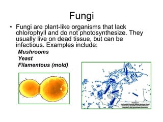 Fungi
•  Fungi are plant-like organisms that lack
chlorophyll and do not photosynthesize. They
usually live on dead tissue, but can be
infectious. Examples include:
Mushrooms
Yeast
Filamentous (mold)
 