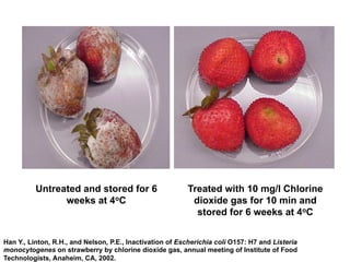Treated with 10 mg/l Chlorine
dioxide gas for 10 min and
stored for 6 weeks at 4oC
Untreated and stored for 6
weeks at 4oC
Han Y., Linton, R.H., and Nelson, P.E., Inactivation of Escherichia coli O157: H7 and Listeria
monocytogenes on strawberry by chlorine dioxide gas, annual meeting of Institute of Food
Technologists, Anaheim, CA, 2002.
 
