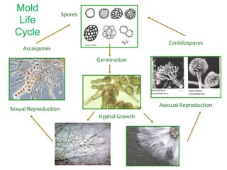 Ascospores	
  
Sexual	
  Reproduction	
  
Hyphal	
  Growth	
  
Germination	
  
Conidiospores	
  
Spores	
  
Asexual	
  Reproduction	
  
Mold
Life
Cycle
 