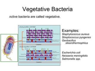 Vegetative Bacteria
Active bacteria are called vegetative.
Examples:
Staphylococcus aureus
Streptococcus pyogenes
Geobacillus
stearothermophilus
Escherichia coli
Neisseria meningitidis
Salmonella spp.
 
