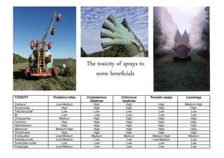 The toxicity of sprays to
                                        some beneficials

TOXICITY           Predatory mites   Cryptolaemus   Chilocorus   Parasitic wasps   Lacewings
                                       ladybirds     ladybirds
Carbaryl            Low-Medium            High          High         High          Medium-High
Pyrethroids            High               High          High         High             High
Tebufenozide*          Low                Low           Low           Low              Low
Bt                     Low                Low           Low          Low               Low
Chlorpyrifos          Medium              High          High         High             High
Fenthion               High               High          High         High             High
Methidathion           High               High          High         High             High
Methomyl            Medium-High           High          High         High             High
Dimethoate             High               High          High         High             High
Endosulfan          Low-Medium          Medium        Medium      Medium-High        Medium
Petroleum oils      Low-Medium            Low           Low       Low-Medium           Low
Fenbutatin oxide       Low                Low           Low           Low              Low
Propargite          Low-Medium            Low           Low           Low              Low
 