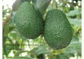 Pests are not evenly distributed …
Look for hotspots
 