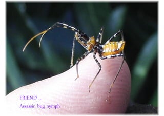 FRIEND …
Assassin bug nymph
 