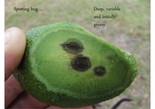 Spotting bug …   Deep, variable
                 and initially
                 greasy
 