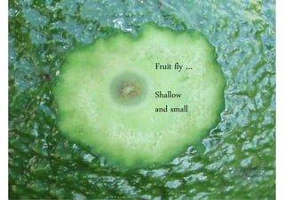 Fruit fly …

Shallow
and small
 