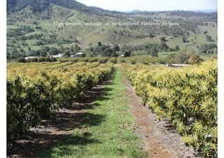 High intensity orchards can be monitored effectively for pests
 