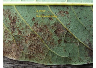 A PEST …
Red-banded thrips
 