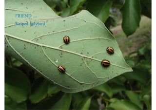 FRIEND …
Striped ladybird
 