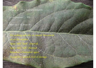What is it? TEA RED SPIDERMITE

Is it a problem?   YES

What can I do about it?


Do nothing and rely on natural biocontrols
or on the weather
Spray with “hard” chemical
Spray with “soft” chemical
Introduce a biocontrol agent
Accept the expected level of damage
 