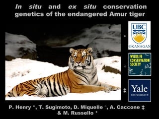 In situ and ex situ conservation
genetics of the endangered Amur tiger
P. Henry *, T. Sugimoto, D. Miquelle °, A. Caccone ‡
& M. Russello *
*
°
‡
 