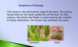 Larvae Infestation Teksingh chandravanshi | PPTX