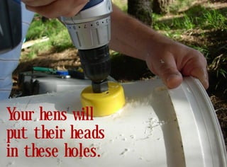 Your hens will
put their heads
in these holes.
 