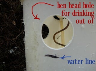 hen head hole
 for drinking
      out of




   water line
 