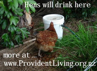 Hens will drink here




more at ...
www.ProvidentLiving.org.nz
 