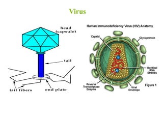 Virus
 