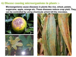 6) Disease causing microorganisms in plants :-
Microorganisms cause diseases in plants like rice, wheat, potato,
sugarcane, apple, orange etc. These diseases reduce crop yield. They
can be controlled by using chemicals which kill the microbes.
 