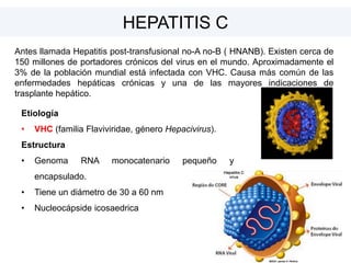 Etiología
• VHC (familia Flaviviridae, género Hepacivirus).
Estructura
• Genoma RNA monocatenario pequeño y
encapsulado.
• Tiene un diámetro de 30 a 60 nm
• Nucleocápside icosaedrica
HEPATITIS C
Antes llamada Hepatitis post-transfusional no-A no-B ( HNANB). Existen cerca de
150 millones de portadores crónicos del virus en el mundo. Aproximadamente el
3% de la población mundial está infectada con VHC. Causa más común de las
enfermedades hepáticas crónicas y una de las mayores indicaciones de
trasplante hepático.
 