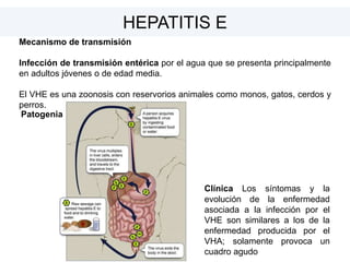 Mecanismo de transmisión
Infección de transmisión entérica por el agua que se presenta principalmente
en adultos jóvenes o de edad media.
El VHE es una zoonosis con reservorios animales como monos, gatos, cerdos y
perros.
Patogenia
Clínica Los síntomas y la
evolución de la enfermedad
asociada a la infección por el
VHE son similares a los de la
enfermedad producida por el
VHA; solamente provoca un
cuadro agudo
HEPATITIS E
 