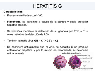 Características
• Presenta similitudes con HVC.
• Flavovirus, se transmite a través de la sangre y suele provocar
hepatitis crónica.
• Se identifica mediante la detección de su genoma por PCR – TI u
otros métodos de detección de ADN.
• También llamado virus GB – C (HGBV – C)
• Se considera actualmente que el virus de hepatitis G no produce
enfermedad hepática y por lo mismo no recomienda su detección
rutinariamente
HEPATITIS G
 