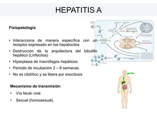 HEPATITIS A
Fisiopatología
• Interacciona de manera específica con un
receptor expresado en los hepatocitos
• Destrucción de la arquitectura del lobulillo
hepático (Linfocitos)
• Hiperplasia de macrófagos hepáticos.
• Período de incubación 2 – 6 semanas.
• No es citolítico y se libera por exocitosis
Mecanismo de transmisión
• Vía fecal- oral.
• Sexual (homosexual).
 