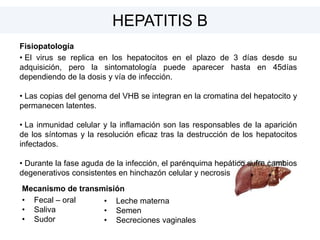 Fisiopatología
• El virus se replica en los hepatocitos en el plazo de 3 días desde su
adquisición, pero la sintomatología puede aparecer hasta en 45días
dependiendo de la dosis y vía de infección.
• Las copias del genoma del VHB se integran en la cromatina del hepatocito y
permanecen latentes.
• La inmunidad celular y la inflamación son las responsables de la aparición
de los síntomas y la resolución eficaz tras la destrucción de los hepatocitos
infectados.
• Durante la fase aguda de la infección, el parénquima hepático sufre cambios
degenerativos consistentes en hinchazón celular y necrosis
HEPATITIS B
Mecanismo de transmisión
• Fecal – oral
• Saliva
• Sudor
• Leche materna
• Semen
• Secreciones vaginales
 