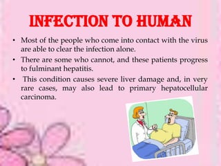 INFECTION TO HUMAN
• Most of the people who come into contact with the virus
  are able to clear the infection alone.
• There are some who cannot, and these patients progress
  to fulminant hepatitis.
• This condition causes severe liver damage and, in very
  rare cases, may also lead to primary hepatocellular
  carcinoma.
 
