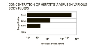 CONCENTRATION OF HEPATITIS A VIRUS IN VARIOUS
BODY FLUIDS
Feces
Serum
Saliva
Urine
100 102
104 106
Infectious Doses per mL
108
1010
Body
Fluids
 