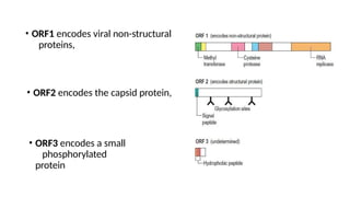 • ORF1 encodes viral non-structural
proteins,
• ORF2 encodes the capsid protein,
• ORF3 encodes a small
phosphorylated
protein
 