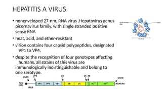 HEPATITIS A VIRUS
• nonenveloped 27-nm, RNA virus ,Hepatovirus genus
picornavirus family, with single stranded positive
sense RNA
• heat, acid, and ether-resistant
• virion contains four capsid polypeptides, designated
VP1 to VP4,
• despite the recognition of four genotypes affecting
humans, all strains of this virus are
immunologically indistinguishable and belong to
one serotype.
 