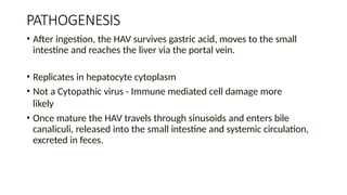 PATHOGENESIS
• After ingestion, the HAV survives gastric acid, moves to the small
intestine and reaches the liver via the portal vein.
• Replicates in hepatocyte cytoplasm
• Not a Cytopathic virus - Immune mediated cell damage more
likely
• Once mature the HAV travels through sinusoids and enters bile
canaliculi, released into the small intestine and systemic circulation,
excreted in feces.
 