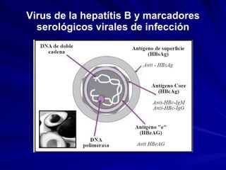 Virus de la hepatítis B y marcadores serológicos virales de infección 