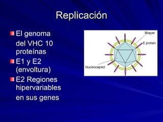 Replicación El genoma del VHC 10 proteínas E1 y E2 (envoltura) E2 Regiones hipervariables en sus genes 
