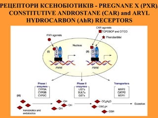 РЕЦЕПТОРИ КСЕНОБІОТИКІВ - PREGNANE X (PXR),
CONSTITUTIVE ANDROSTANE (CAR) and ARYL
HYDROCARBON (AhR) RECEPTORS
 
