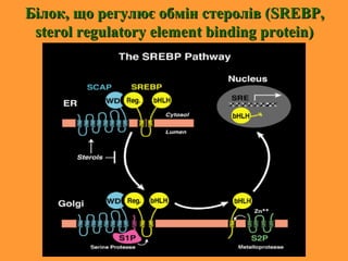 Білок, що регулює обмін стеролів (Білок, що регулює обмін стеролів (SREBPSREBP,,
sterol regulatory element binding protein)sterol regulatory element binding protein)
 