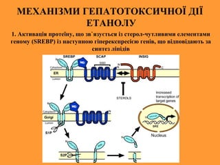 МЕХАНІЗМИ ГЕПАТОТОКСИЧНОЇ ДІЇ
ЕТАНОЛУ
1. Активація протеїну, що зв`язується із стерол-чутливими елементами
геному (SREBP) із наступною гіперекспресією генів, що відповідають за
синтез ліпідів
 