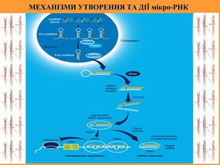 МЕХАНІЗМИ УТВОРЕННЯ ТА ДІЇ мікро-РНКМЕХАНІЗМИ УТВОРЕННЯ ТА ДІЇ мікро-РНК
 